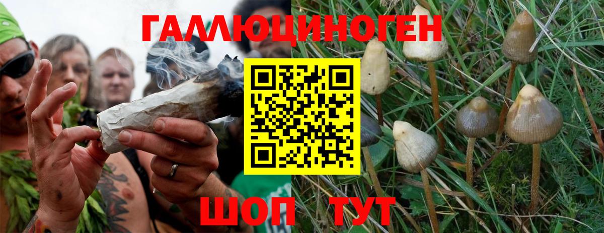 Псилоцибиновые грибы Cubensis Минеральные Воды